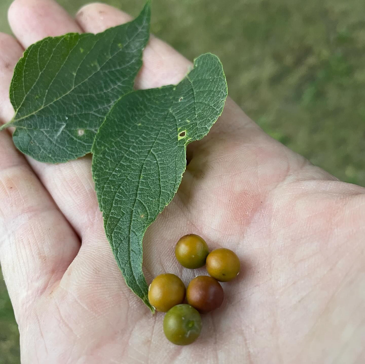 a fun group of uncommon trees at a local research station, left to right hackberry, black walnut, buckeye, image 2 of 5
