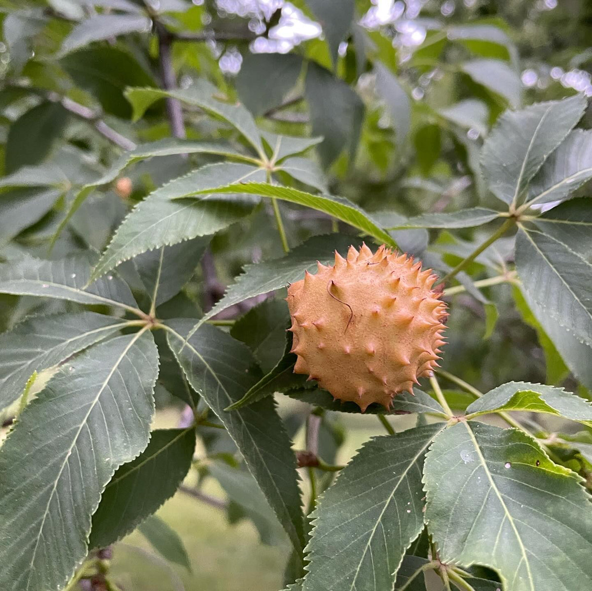 a fun group of uncommon trees at a local research station, left to right hackberry, black walnut, buckeye, image 3 of 5