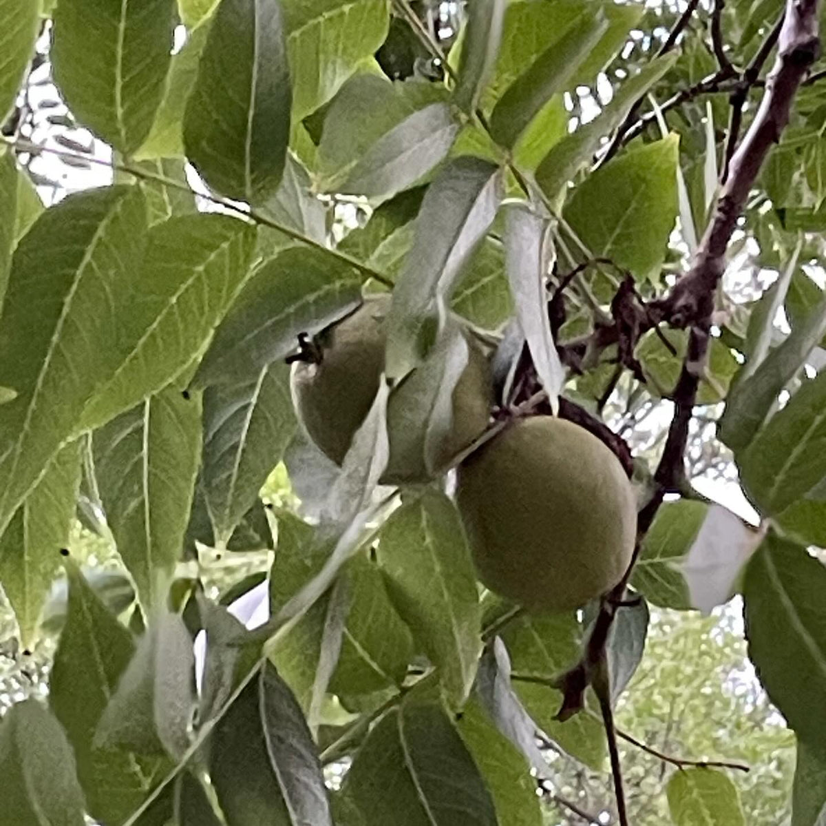 a fun group of uncommon trees at a local research station, left to right hackberry, black walnut, buckeye, image 4 of 5