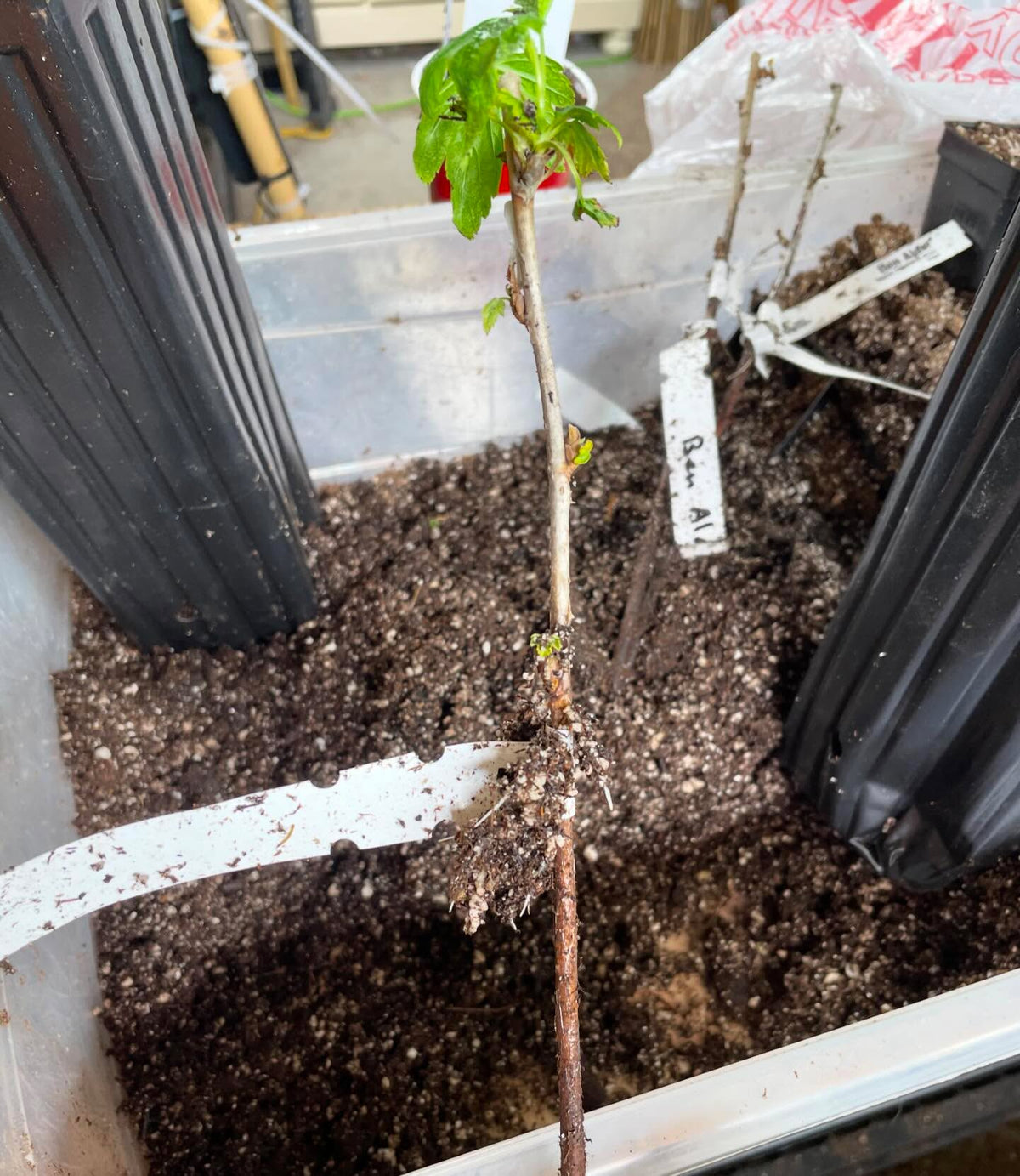 a good indication that my medium was too wet for this tall currant cutting, it only rooted at the surface