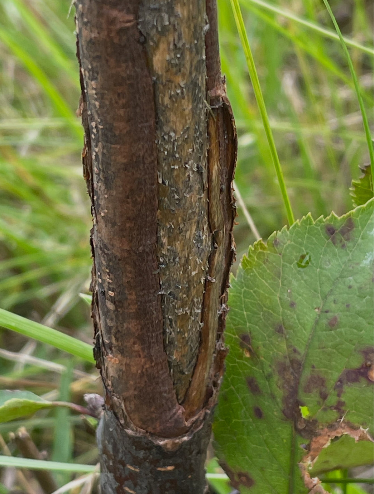 Close view of healed vole girdling on a young Red Wonder apple trunk