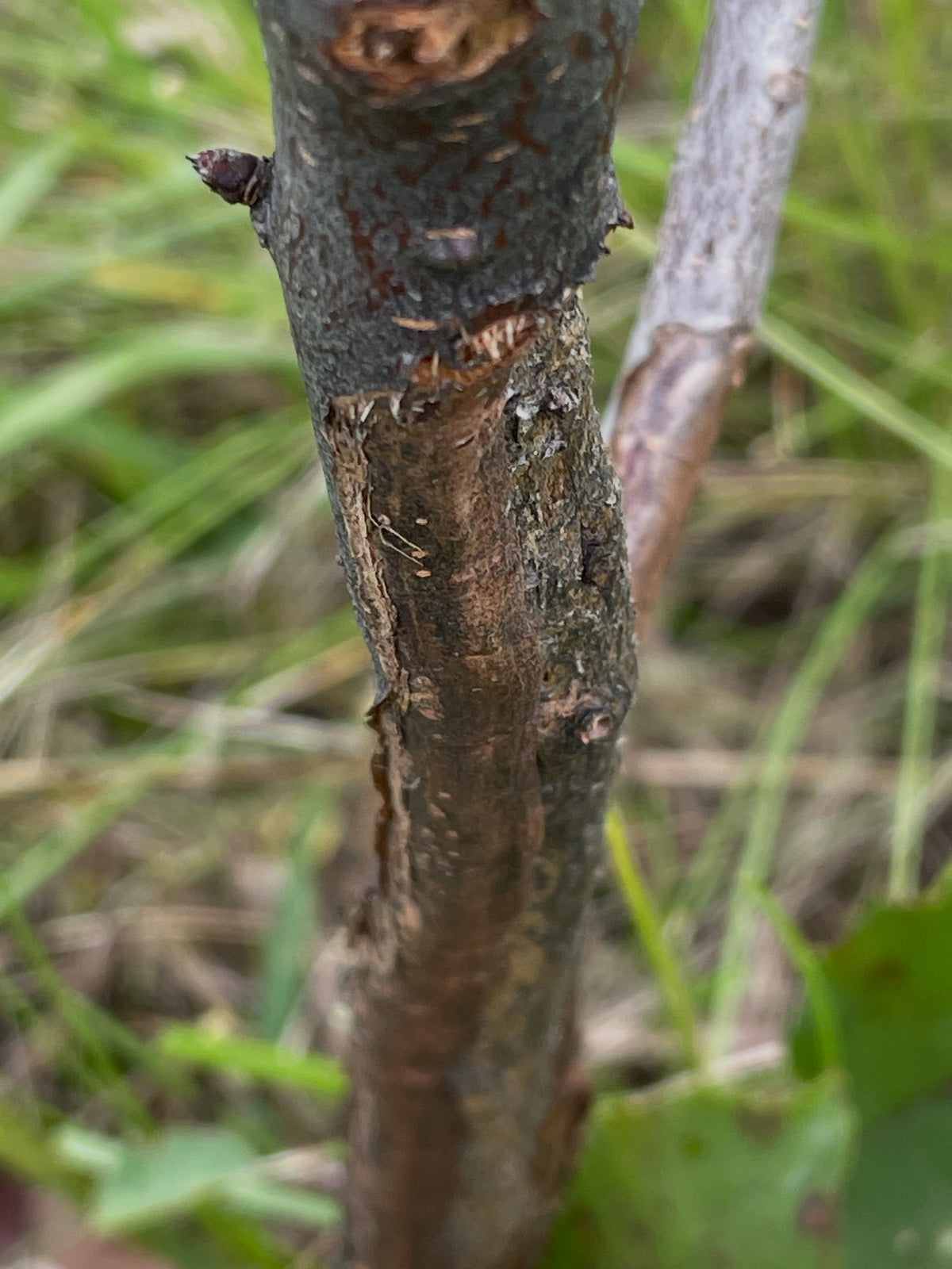 New bark bridging the damaged section of a Red Wonder apple trunk
