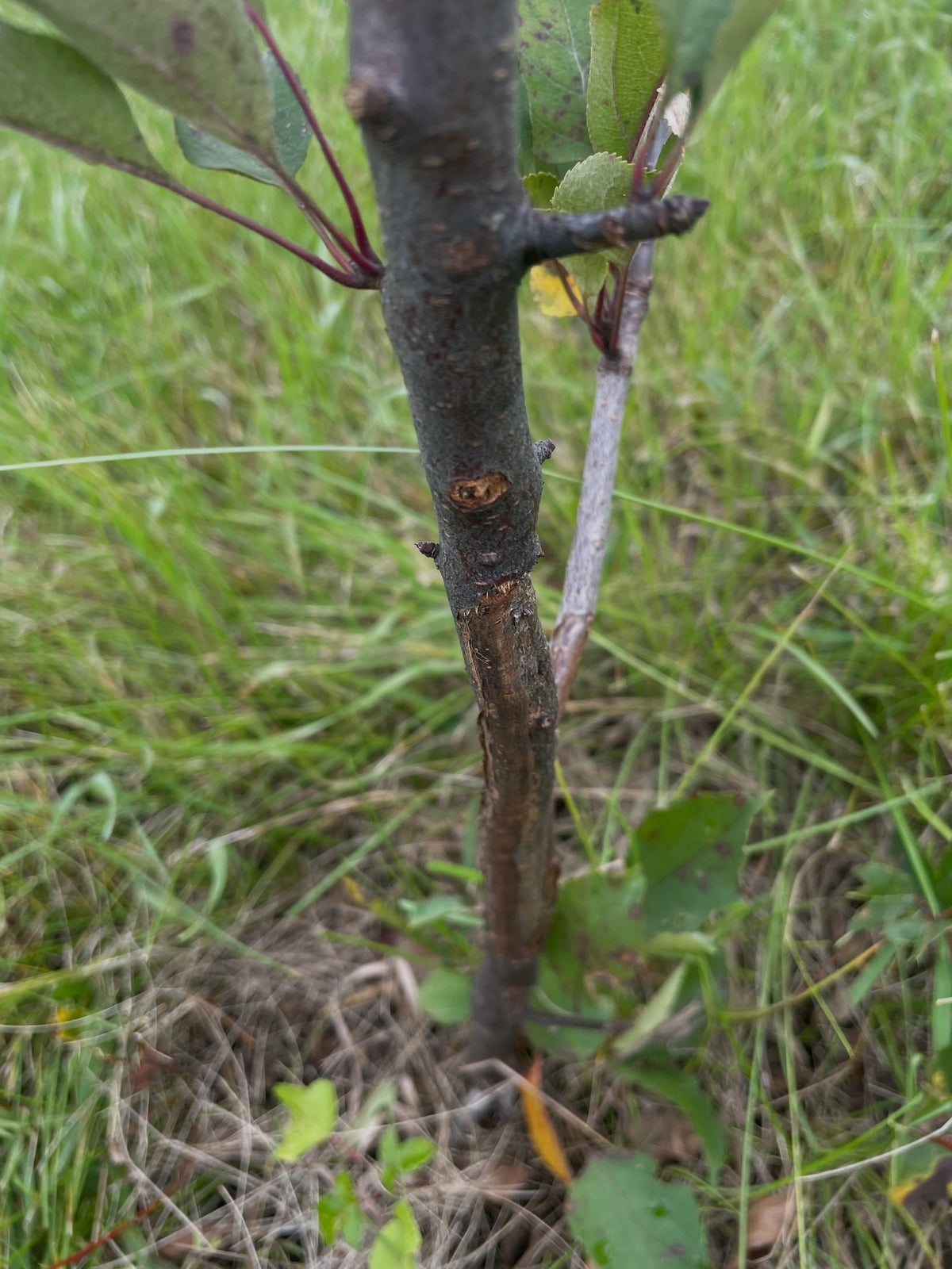 Lower trunk and graft area of the recovering Red Wonder apple tree