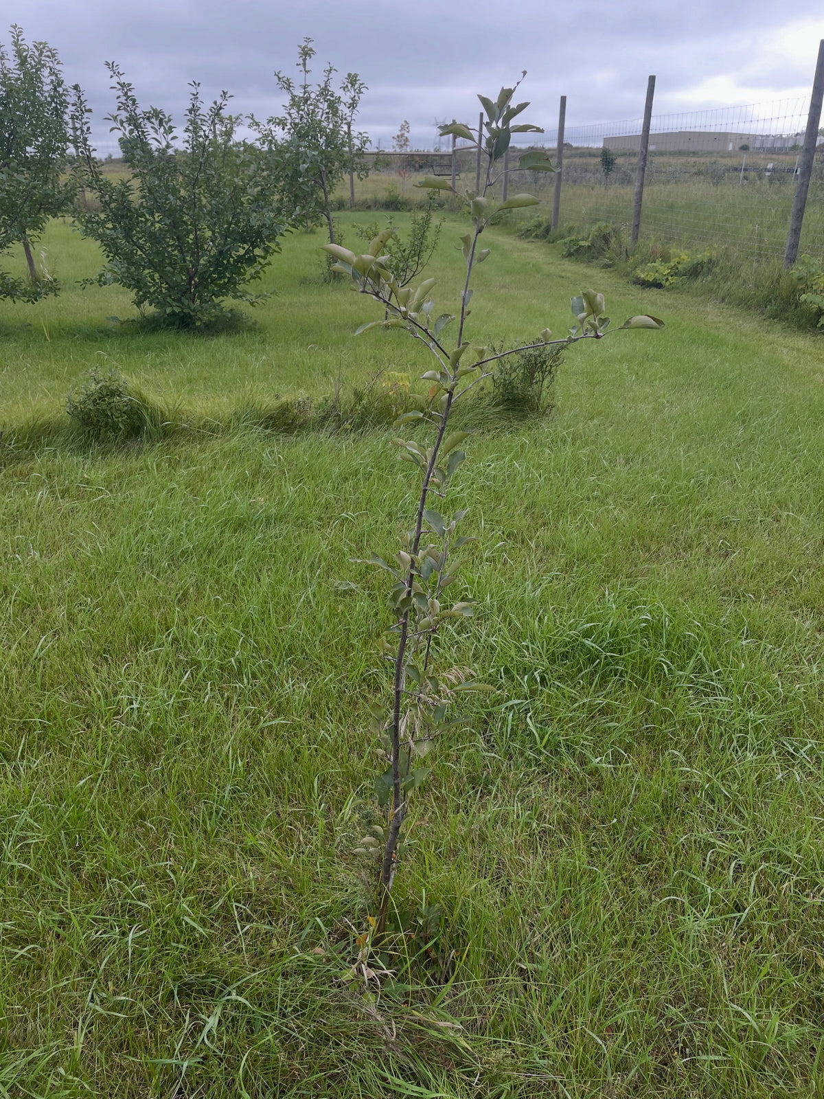 Young Red Wonder apple tree growing in grass at a local orchard