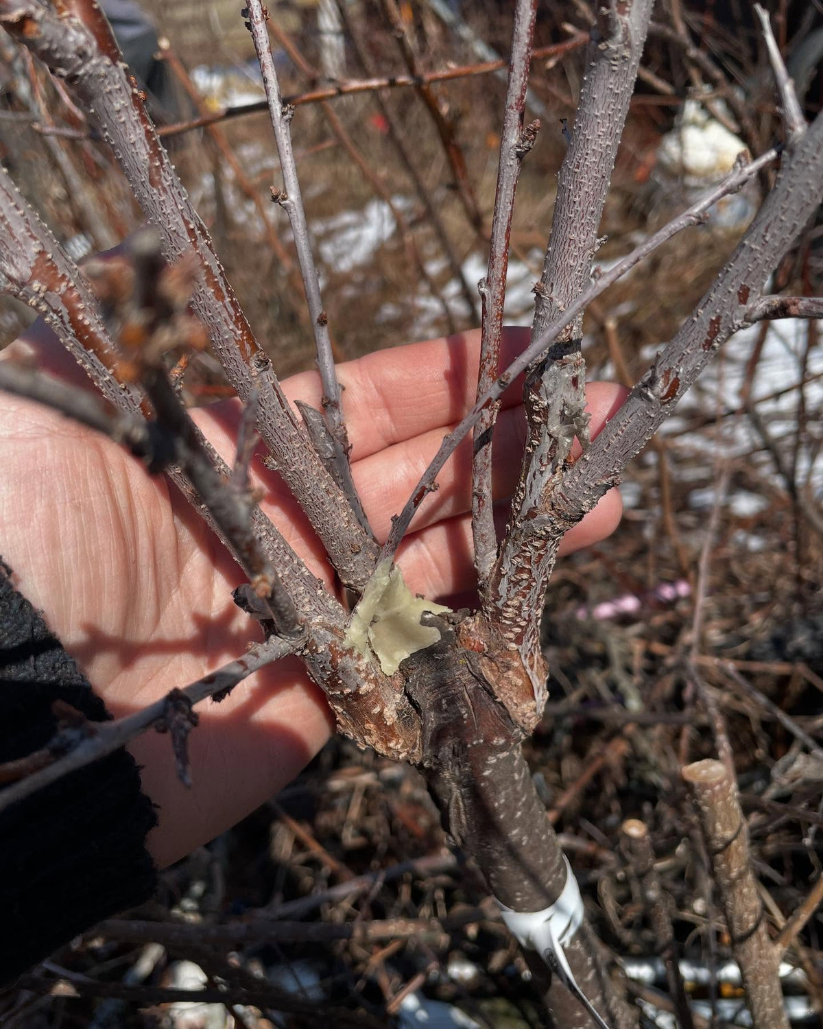 a hybrid plum with some simonii in the parentage (25%) growing well directly on chokecherry coming into year 3, image 1 of 2