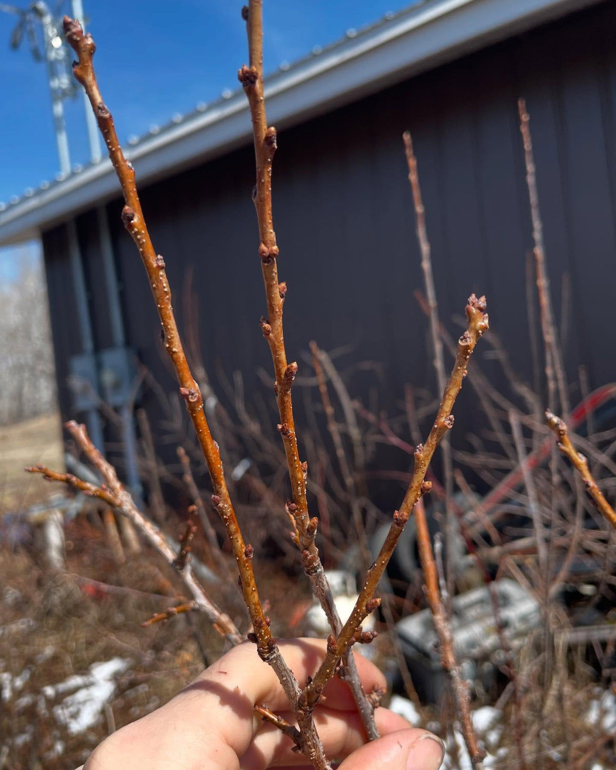 a hybrid plum with some simonii in the parentage (25%) growing well directly on chokecherry coming into year 3, image 2 of 2