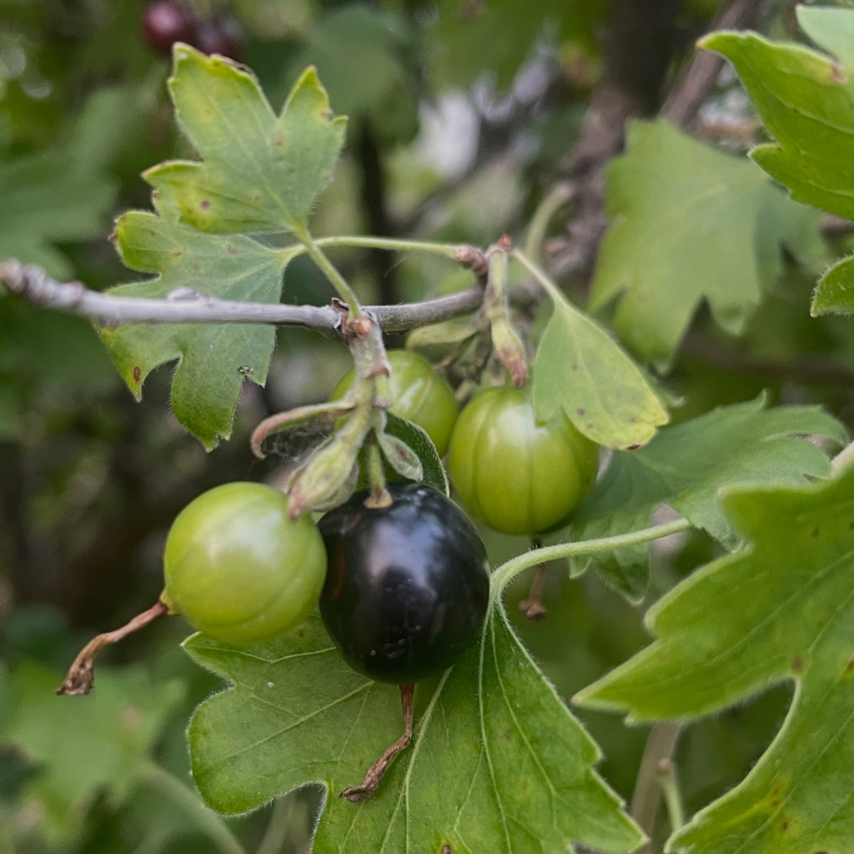 a large fruiting selection of Ribes odoratum, maybe a seedling of Crandall, image 1 of 4