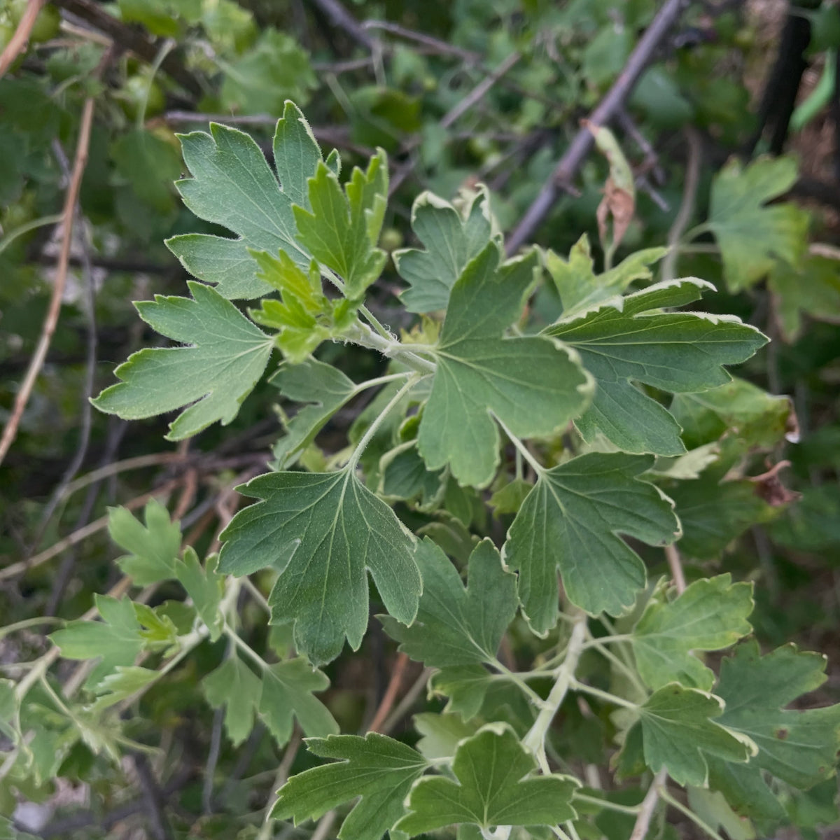 a large fruiting selection of Ribes odoratum, maybe a seedling of Crandall, image 2 of 4