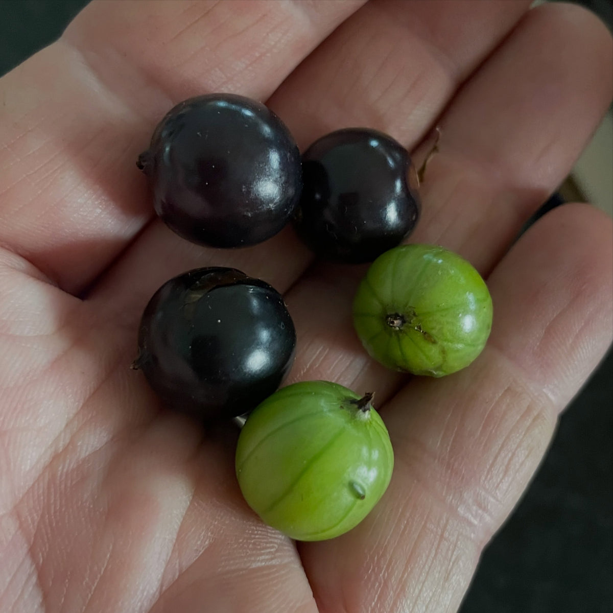 a large fruiting selection of Ribes odoratum, maybe a seedling of Crandall, image 3 of 4