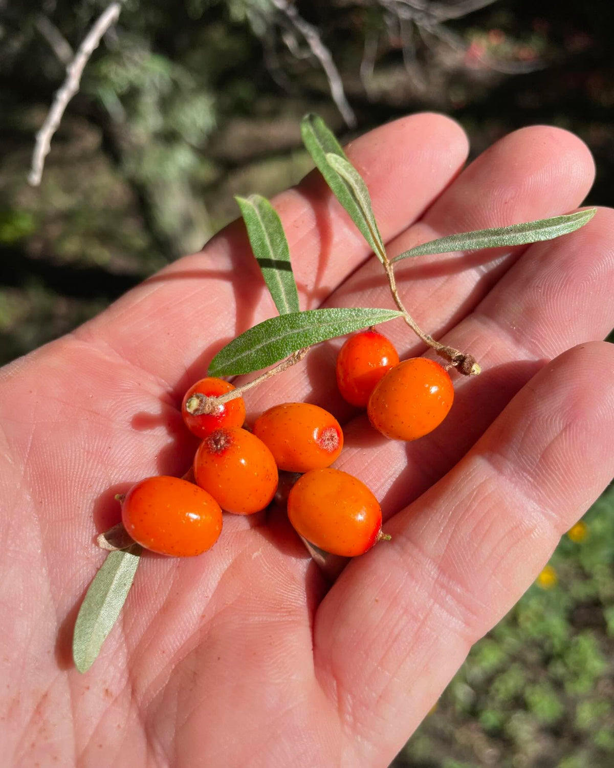 a large sea buckthorn, not sure which species - much larger than Hippophae rhamnoides, also later ripening, image 1 of 5