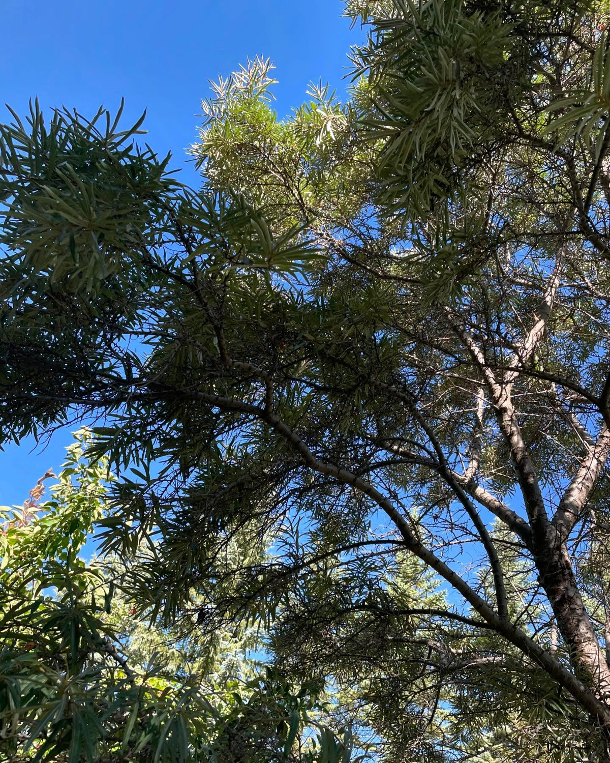 a large sea buckthorn, not sure which species - much larger than Hippophae rhamnoides, also later ripening, image 2 of 5