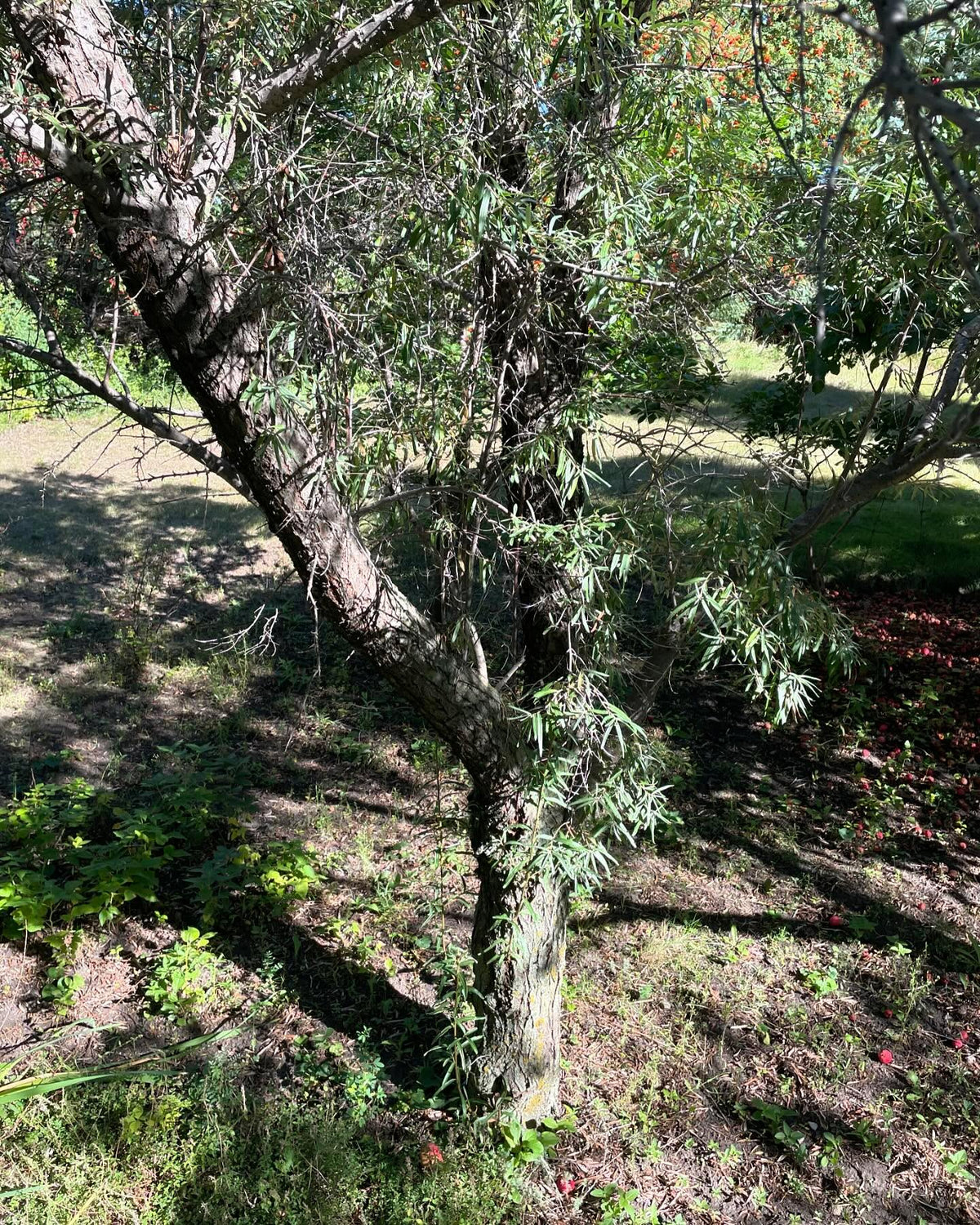 a large sea buckthorn, not sure which species - much larger than Hippophae rhamnoides, also later ripening, image 3 of 5