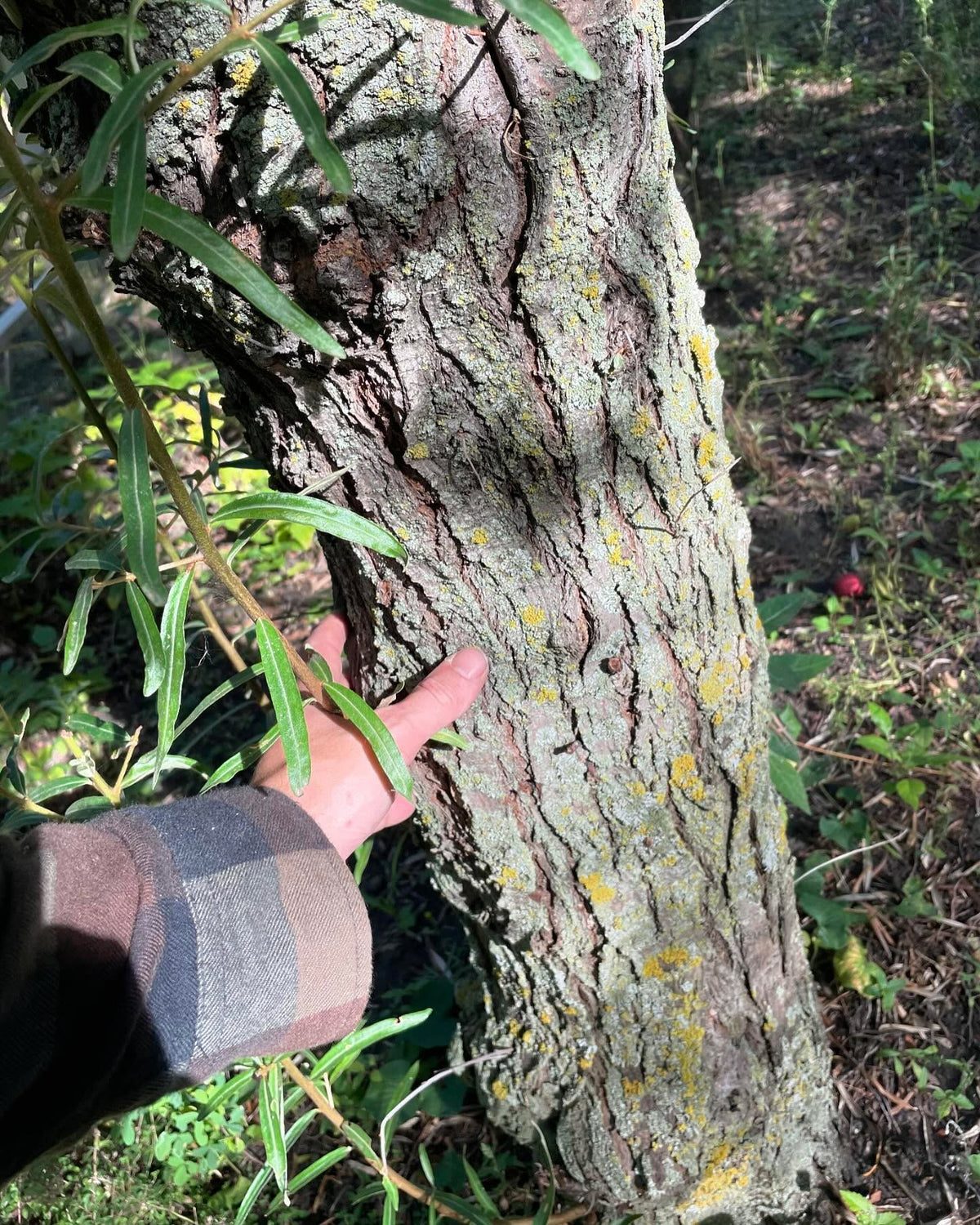 a large sea buckthorn, not sure which species - much larger than Hippophae rhamnoides, also later ripening, image 4 of 5