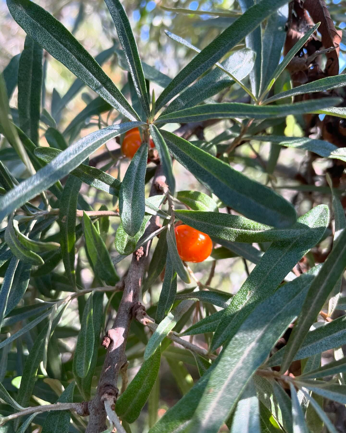 a large sea buckthorn, not sure which species - much larger than Hippophae rhamnoides, also later ripening, image 5 of 5