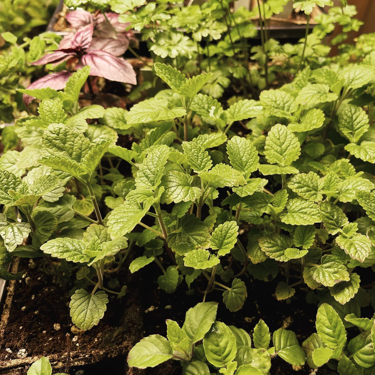 a little catnip garden from seed saved last year