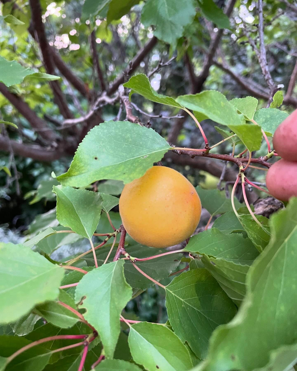 a local apricot introduction, Baker’s Gold apricot, image 1 of 4