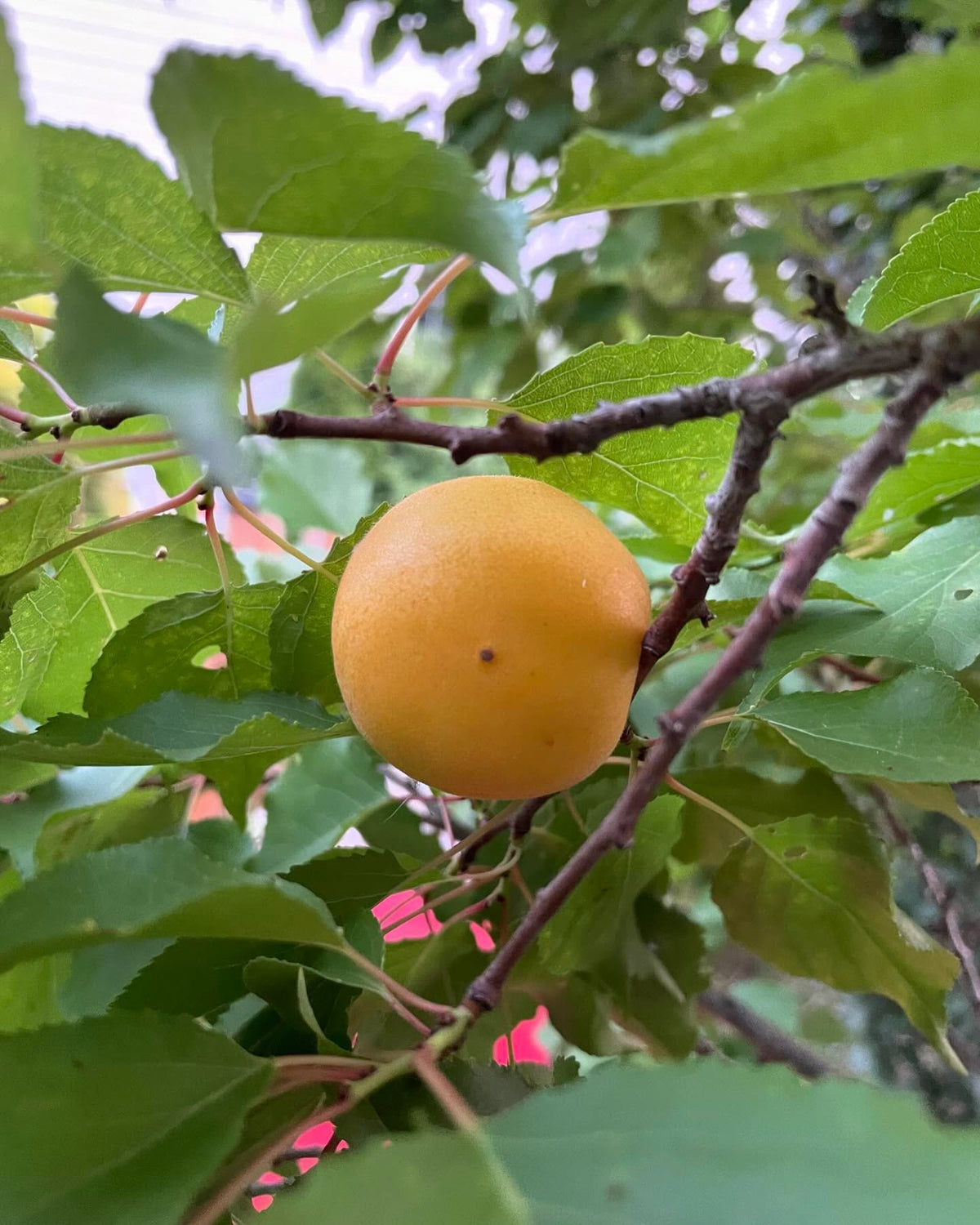 a local apricot introduction, Baker’s Gold apricot, image 2 of 4