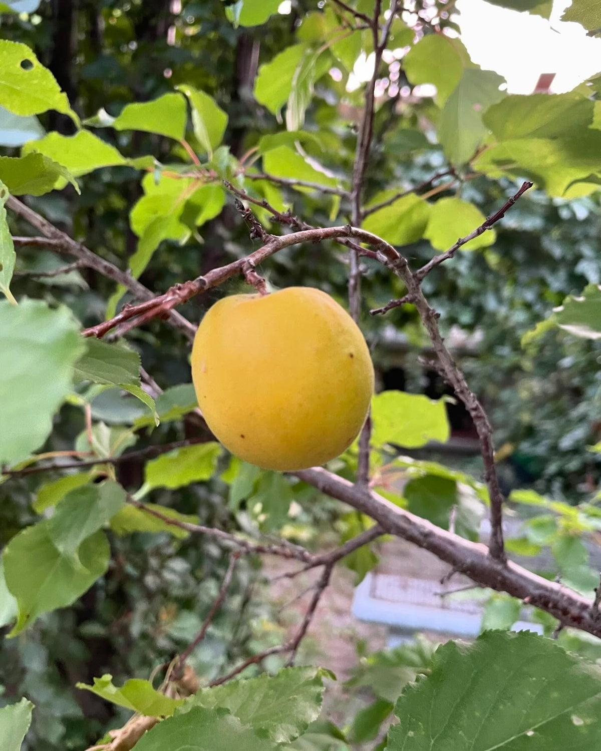 a local apricot introduction, Baker’s Gold apricot, image 3 of 4