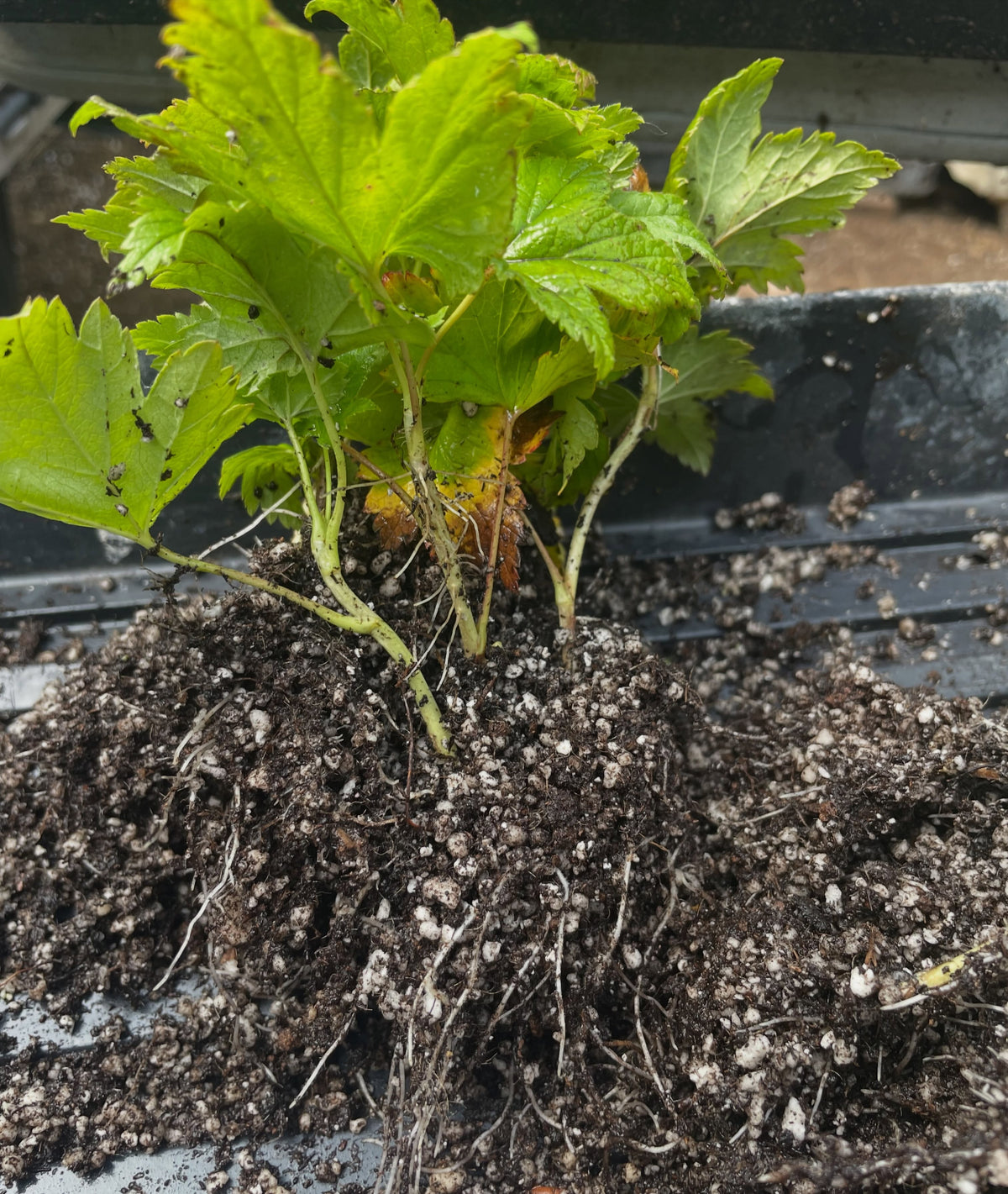 a native currant with crazy fruit, Ribes gladulosum aka skunk currant - heavy rooting on these cutting after 30 days, image 1 of 5