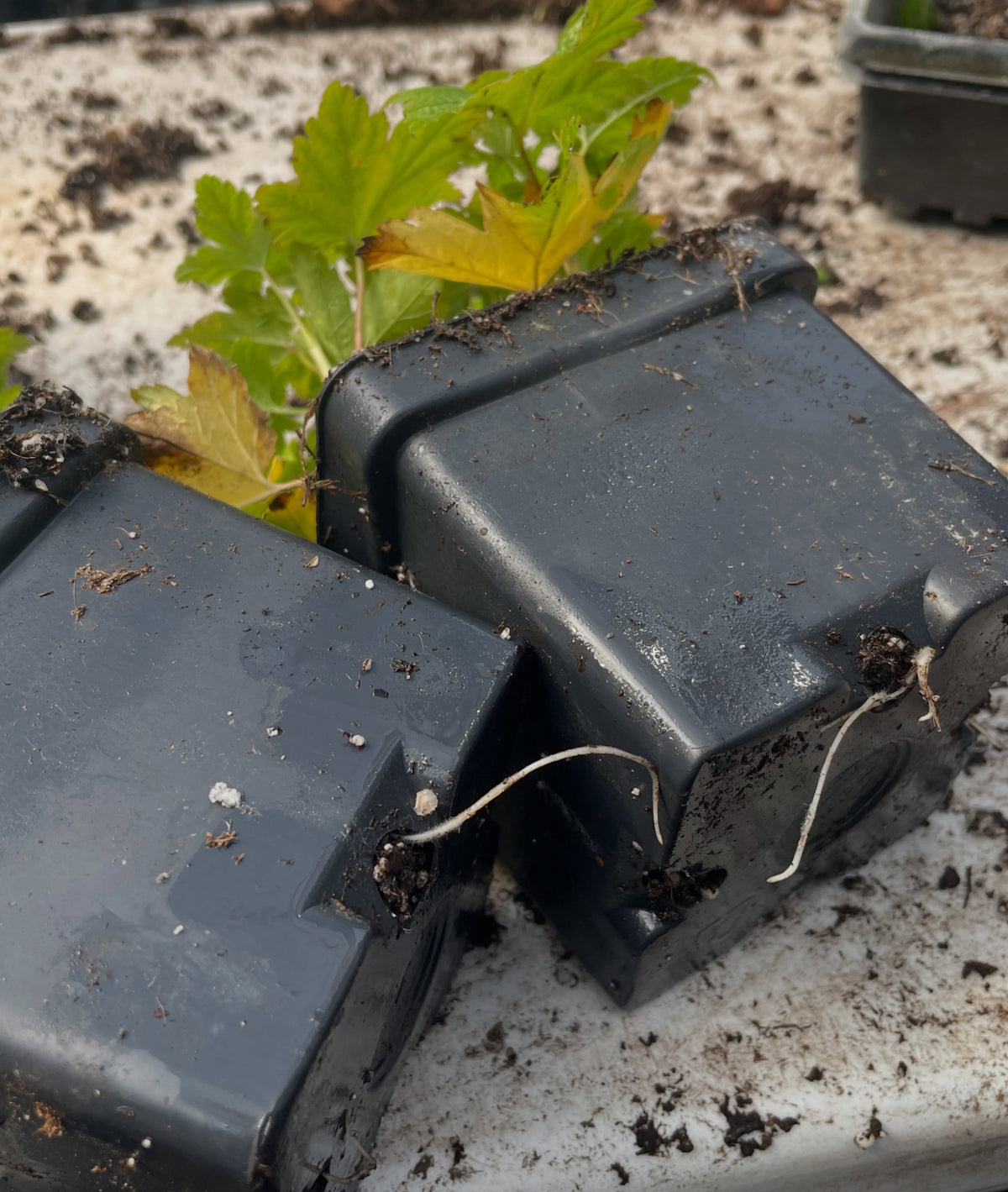 a native currant with crazy fruit, Ribes gladulosum aka skunk currant - heavy rooting on these cutting after 30 days, image 2 of 5