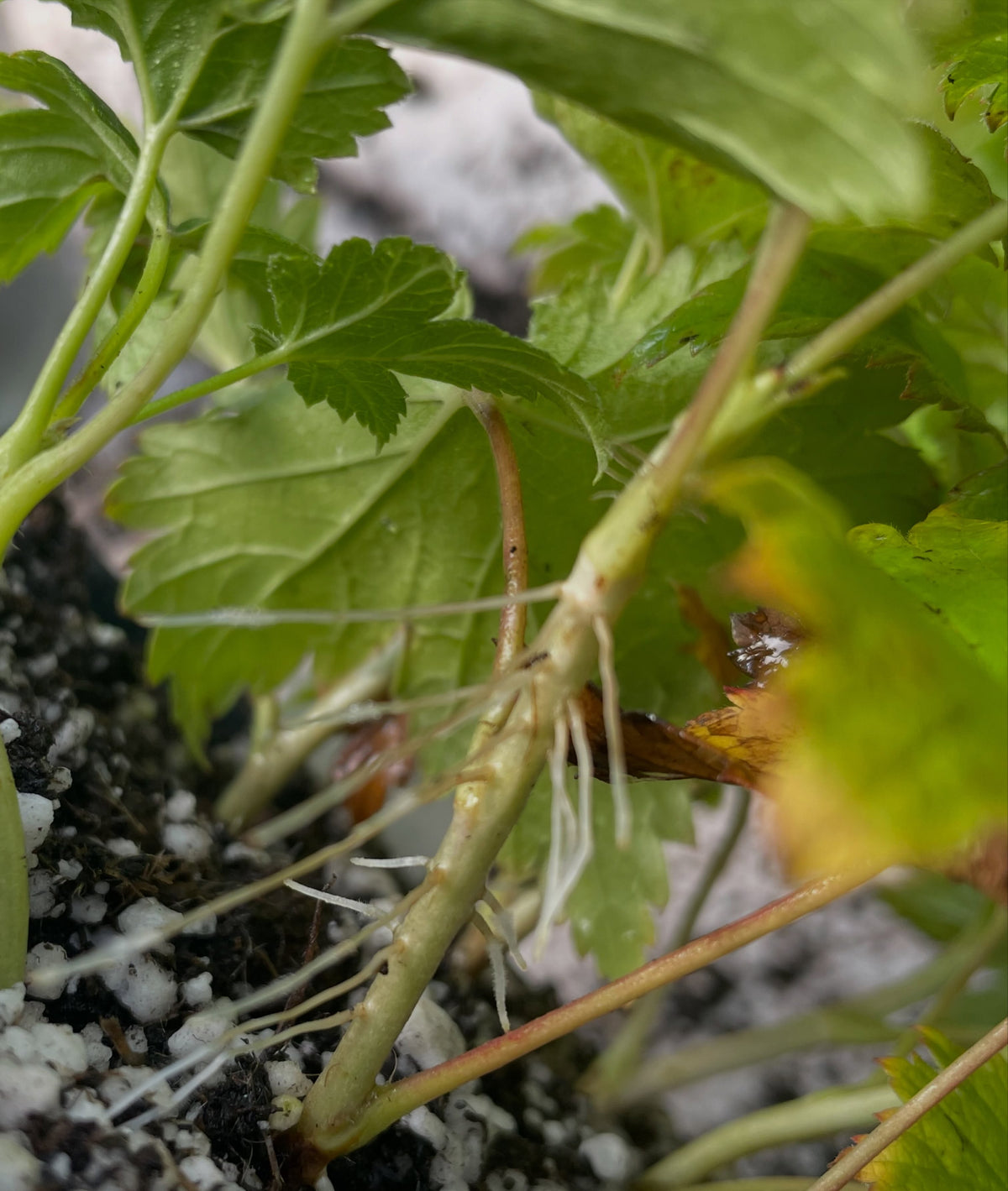 a native currant with crazy fruit, Ribes gladulosum aka skunk currant - heavy rooting on these cutting after 30 days, image 3 of 5