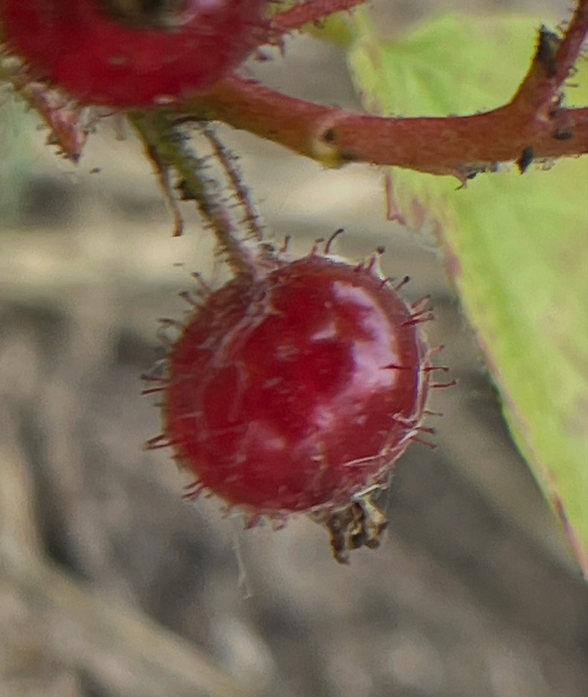 a native currant with crazy fruit, Ribes gladulosum aka skunk currant - heavy rooting on these cutting after 30 days, image 4 of 5