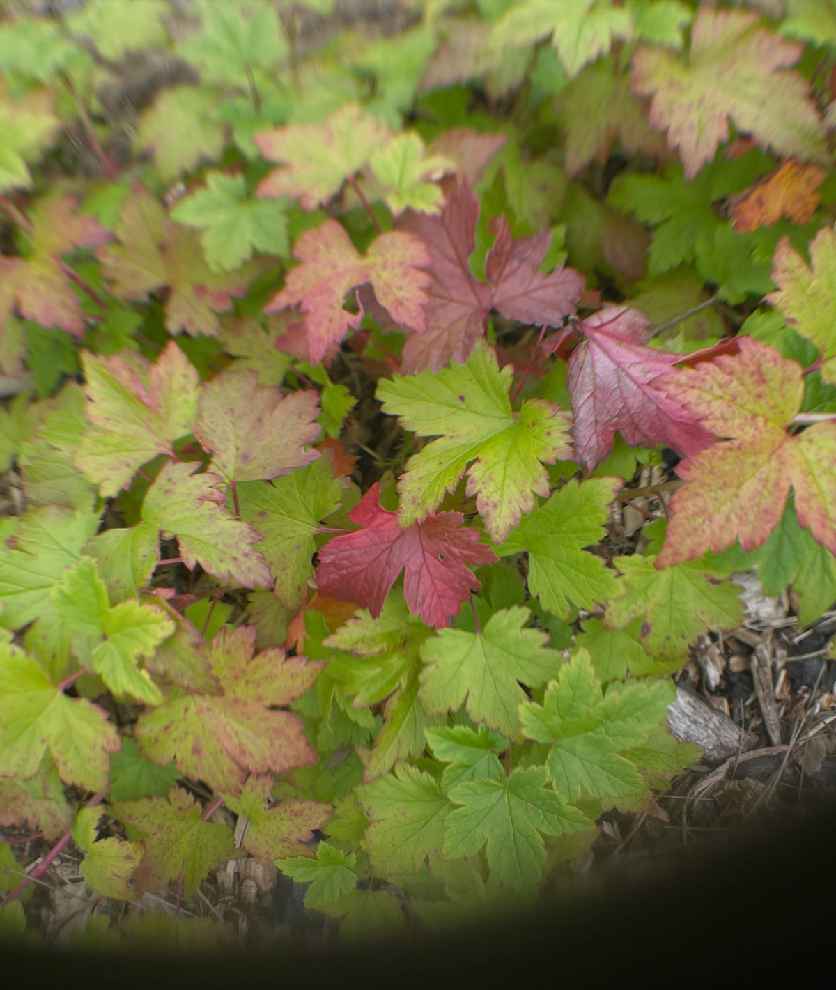 a native currant with crazy fruit, Ribes gladulosum aka skunk currant - heavy rooting on these cutting after 30 days, image 5 of 5