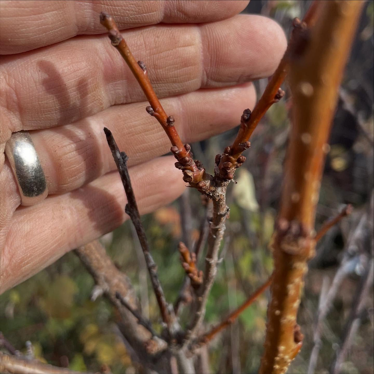 a new unnamed plum that has somewhat graftable to chokecherry, maybe fruit next year, image 1 of 4