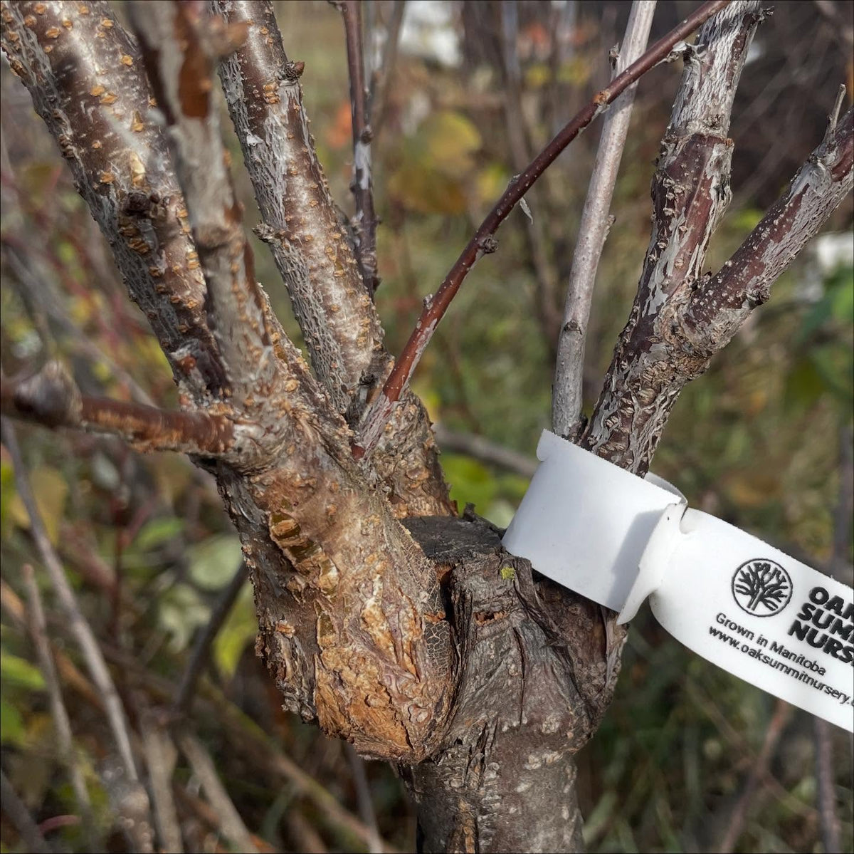 a new unnamed plum that has somewhat graftable to chokecherry, maybe fruit next year, image 2 of 4