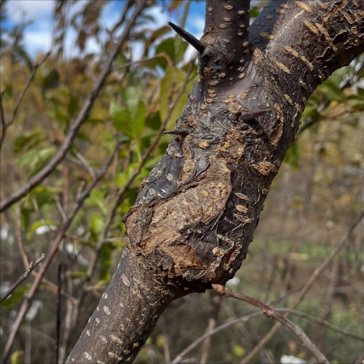 a new unnamed plum that has somewhat graftable to chokecherry, maybe fruit next year, image 3 of 4