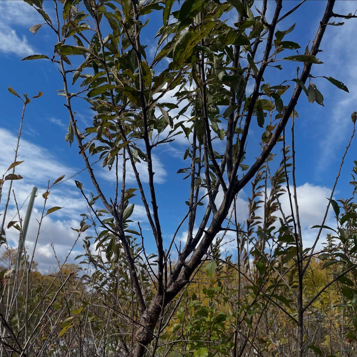 a new unnamed plum that has somewhat graftable to chokecherry, maybe fruit next year, image 4 of 4