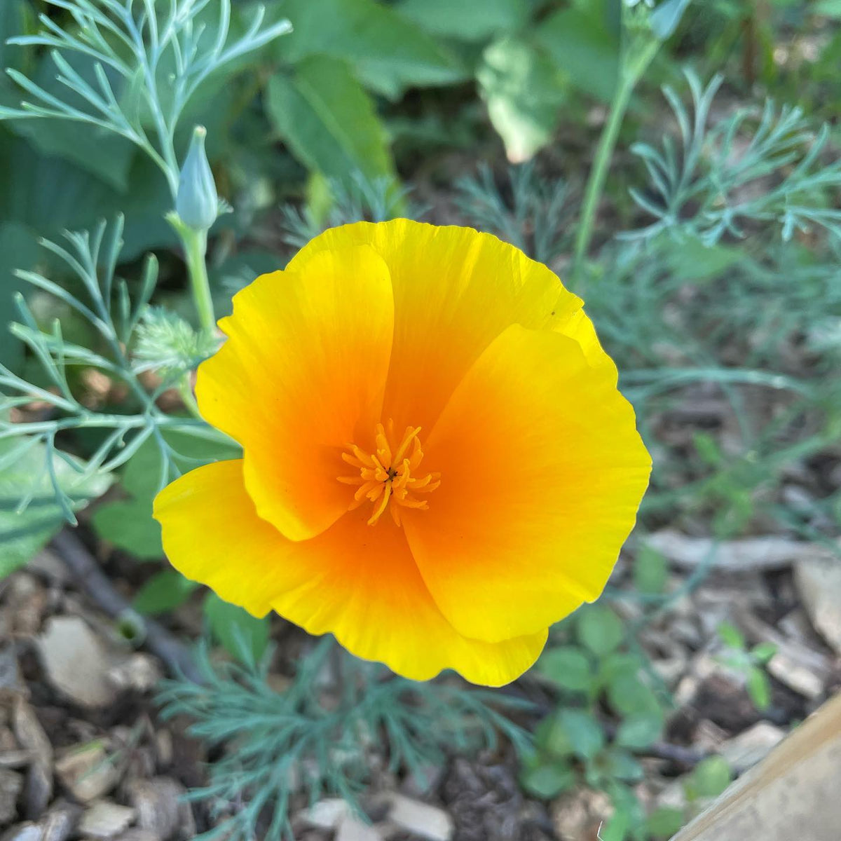 a new wildflower bloomed, we added some assorted perennial wildflowers are the orchard, not sure what this one