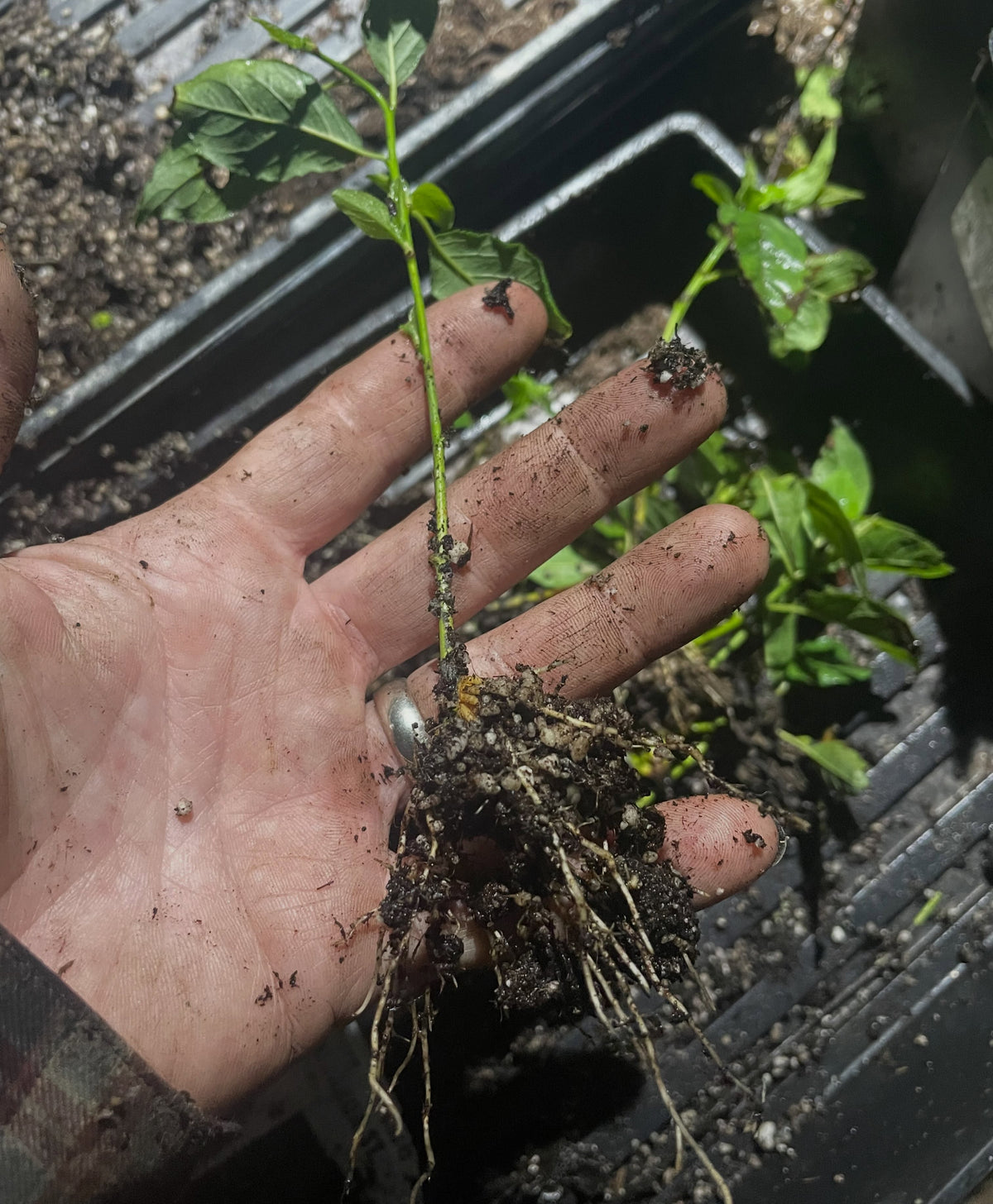 a russian hybrid plum that seems to root vigorously from softwood, podorak st, image 1 of 3