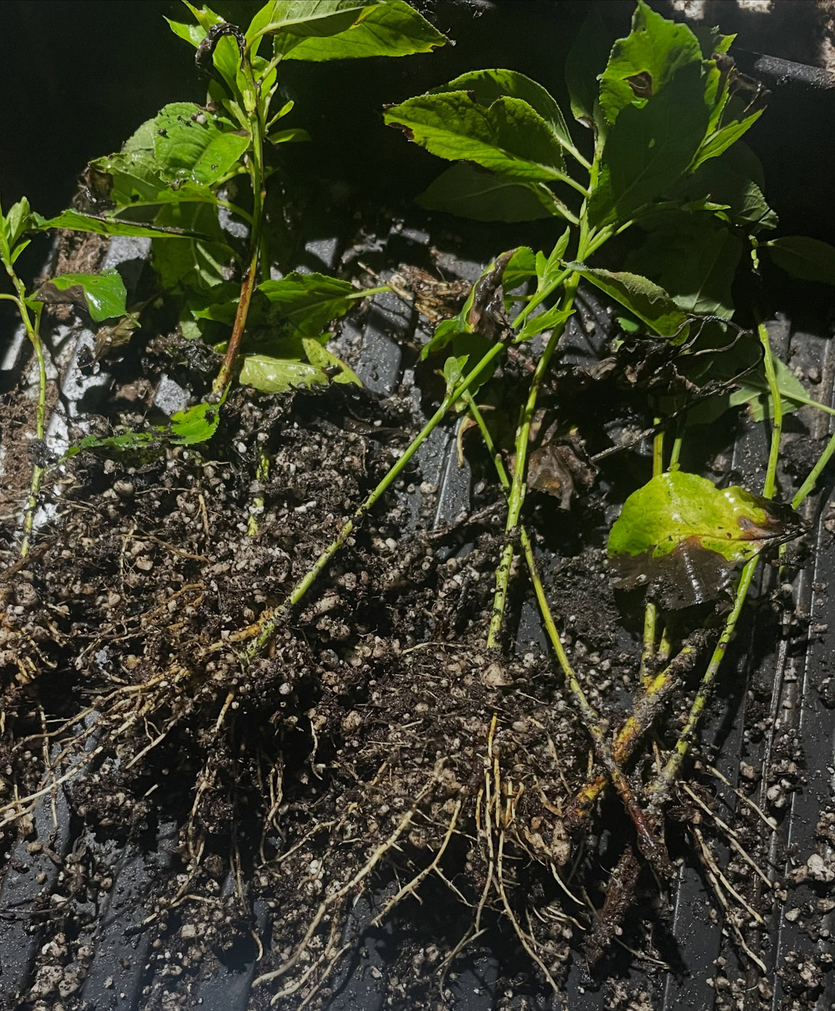 a russian hybrid plum that seems to root vigorously from softwood, podorak st, image 2 of 3