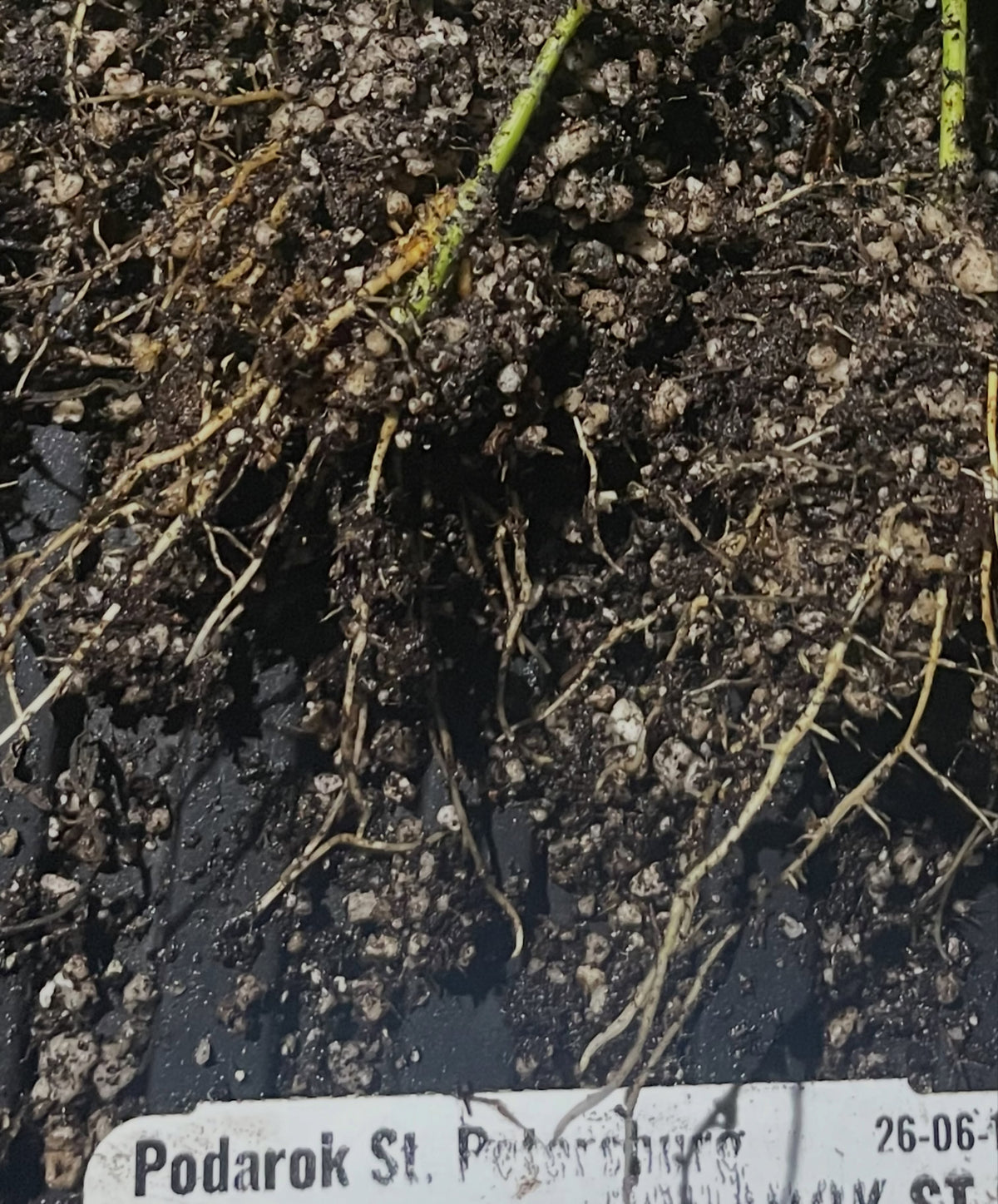 a russian hybrid plum that seems to root vigorously from softwood, podorak st, image 3 of 3