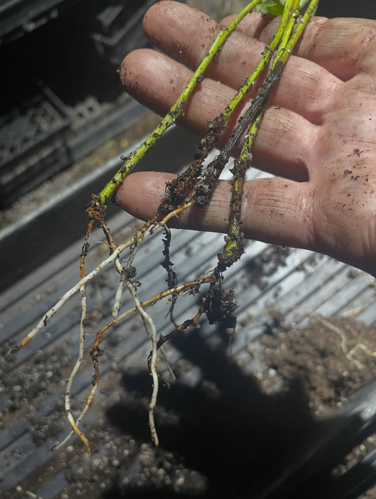 a russian pear on its own roots, image 1 of 4