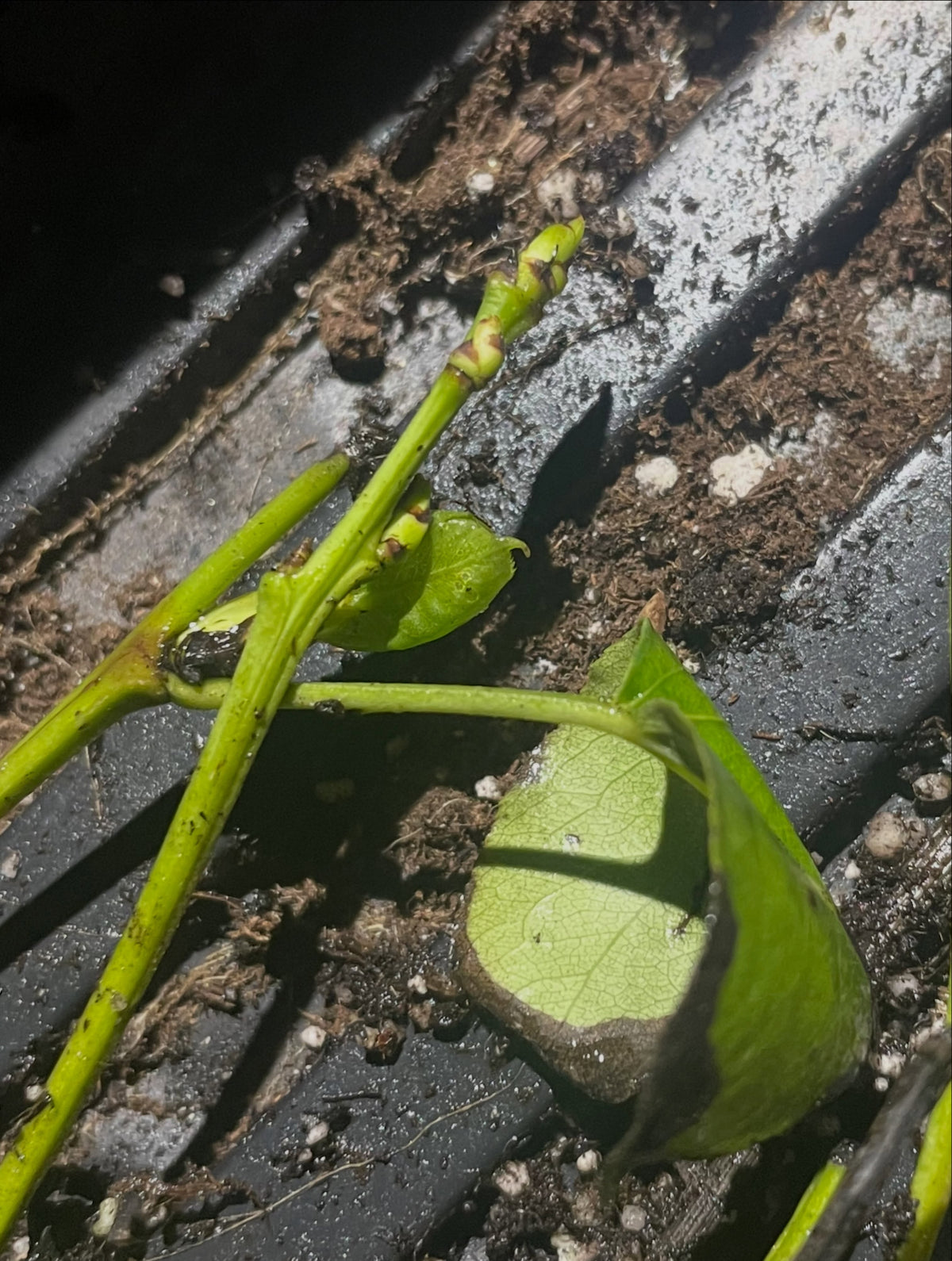 a russian pear on its own roots, image 3 of 4