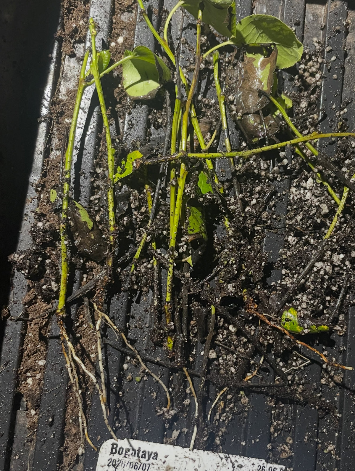 a russian pear on its own roots, image 4 of 4