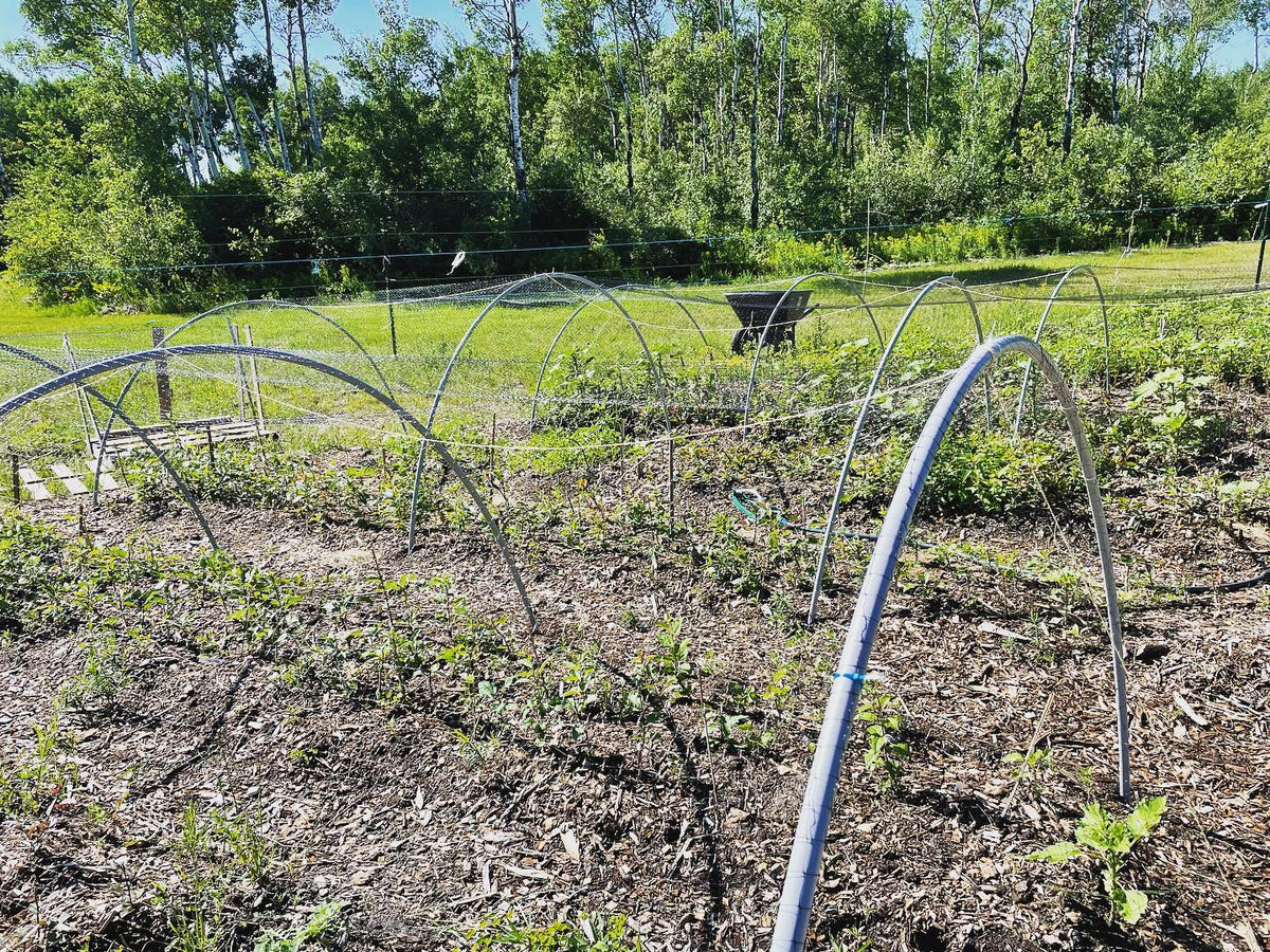 a second layer of deer defence, these pvc hoops span 2 rows and are covered in bird netting