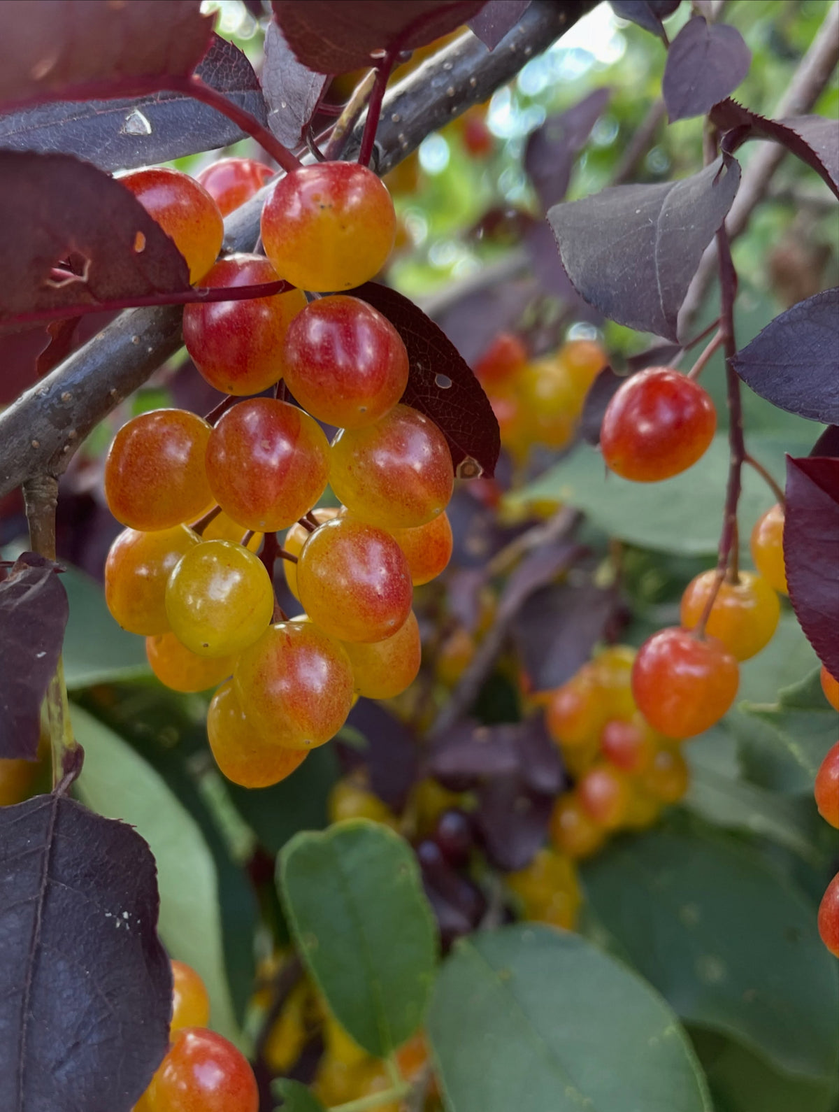 Late ripening red leaf chokecherry selection, image 1 of 3
