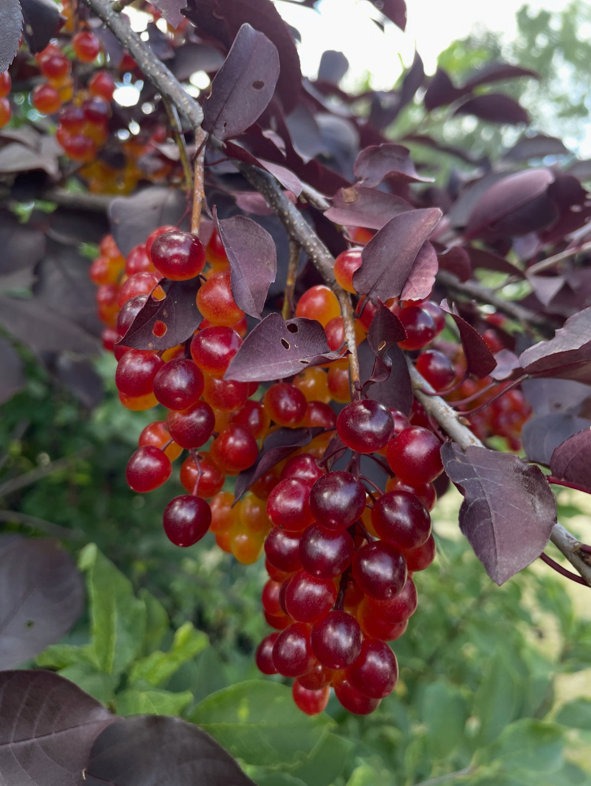 Late ripening red leaf chokecherry selection, image 2 of 3