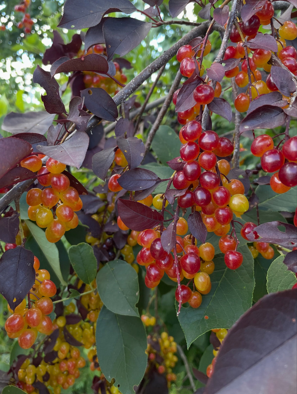 Late ripening red leaf chokecherry selection, image 3 of 3