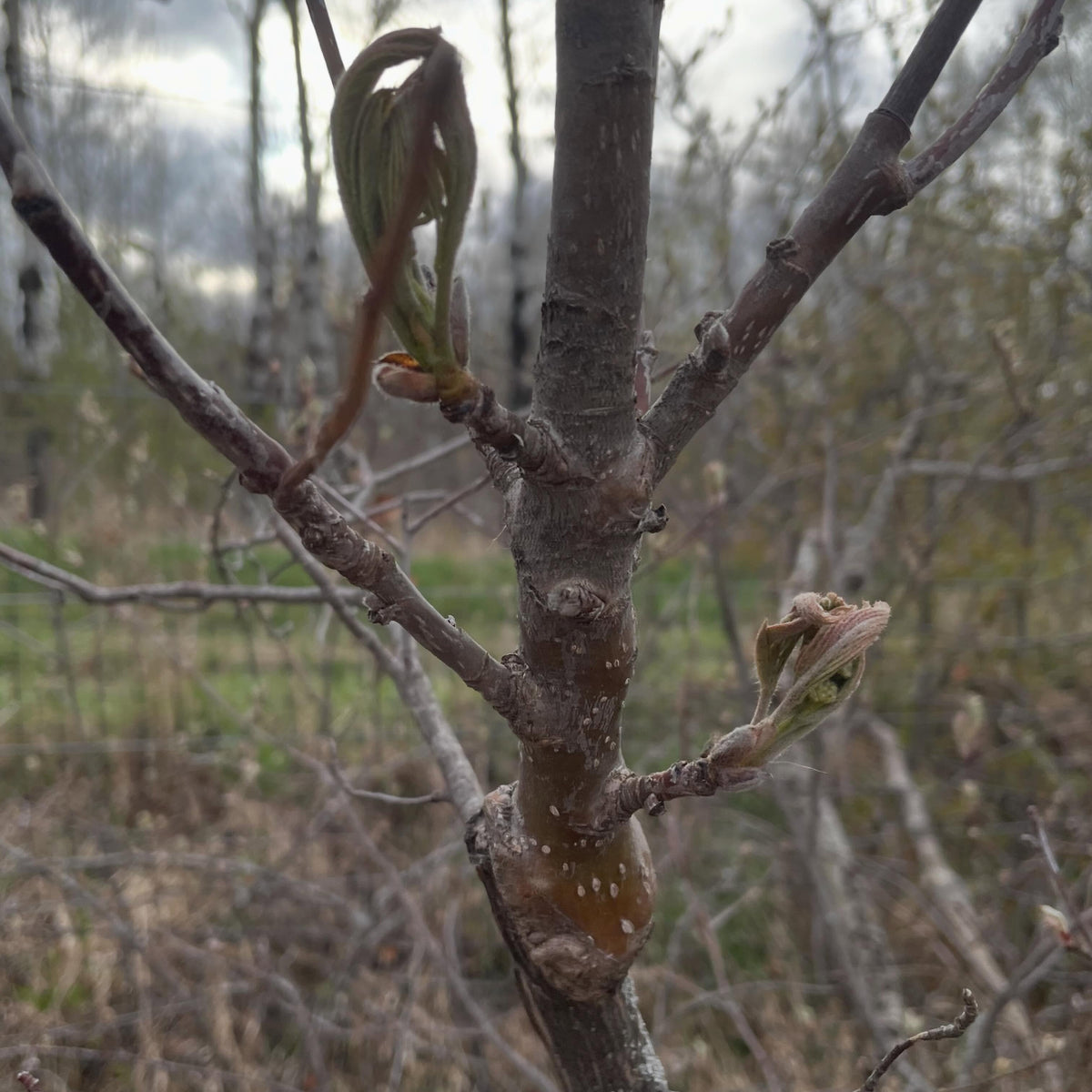 a sweet mountain ash grafted onto saskatoon, image 1 of 5