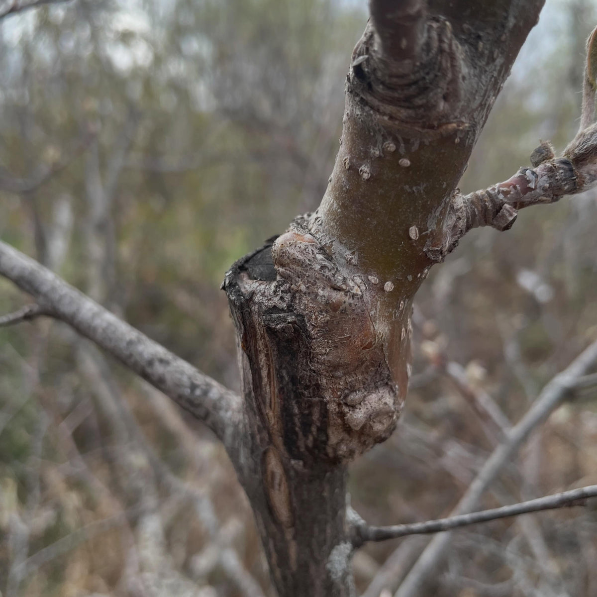 a sweet mountain ash grafted onto saskatoon, image 2 of 5