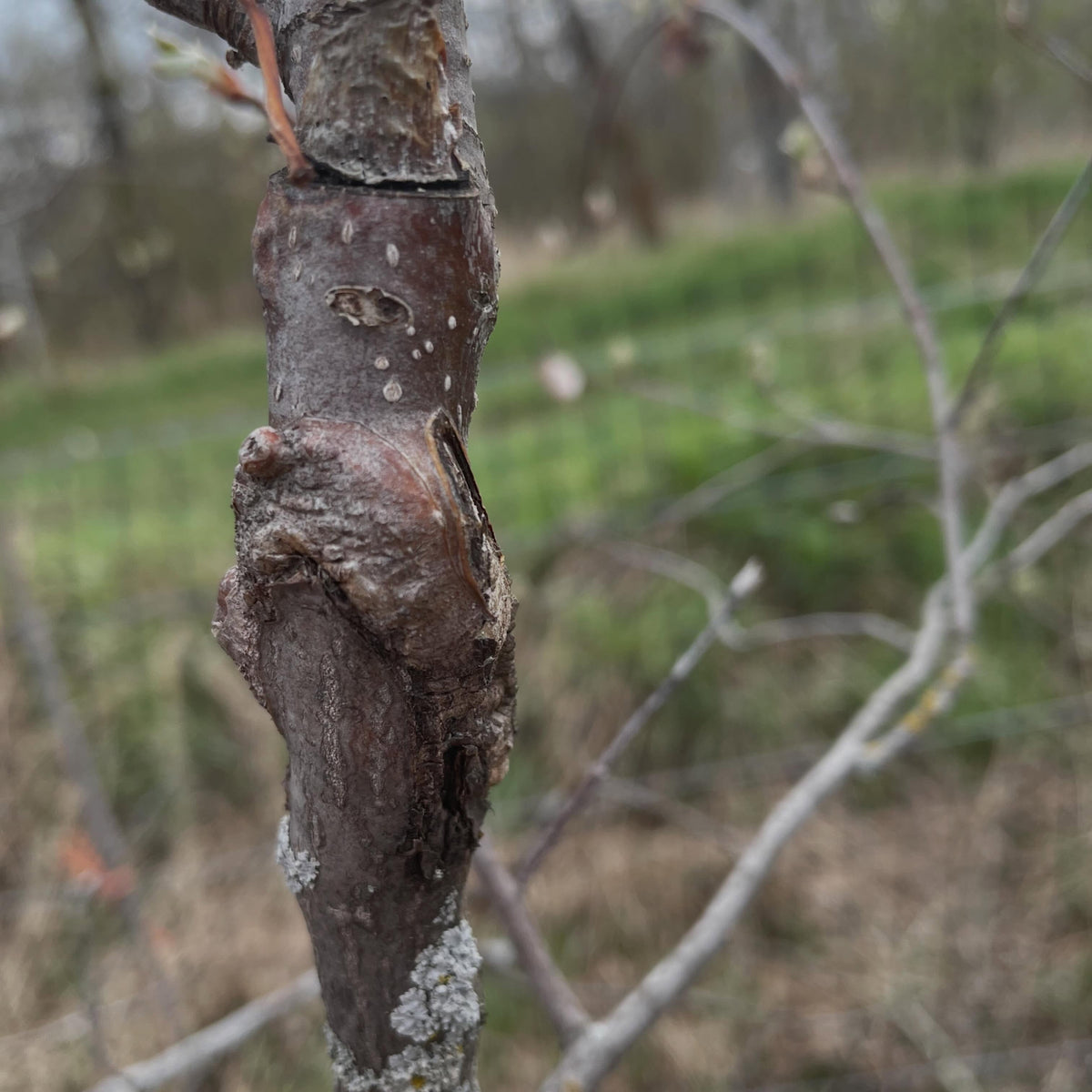 a sweet mountain ash grafted onto saskatoon, image 3 of 5