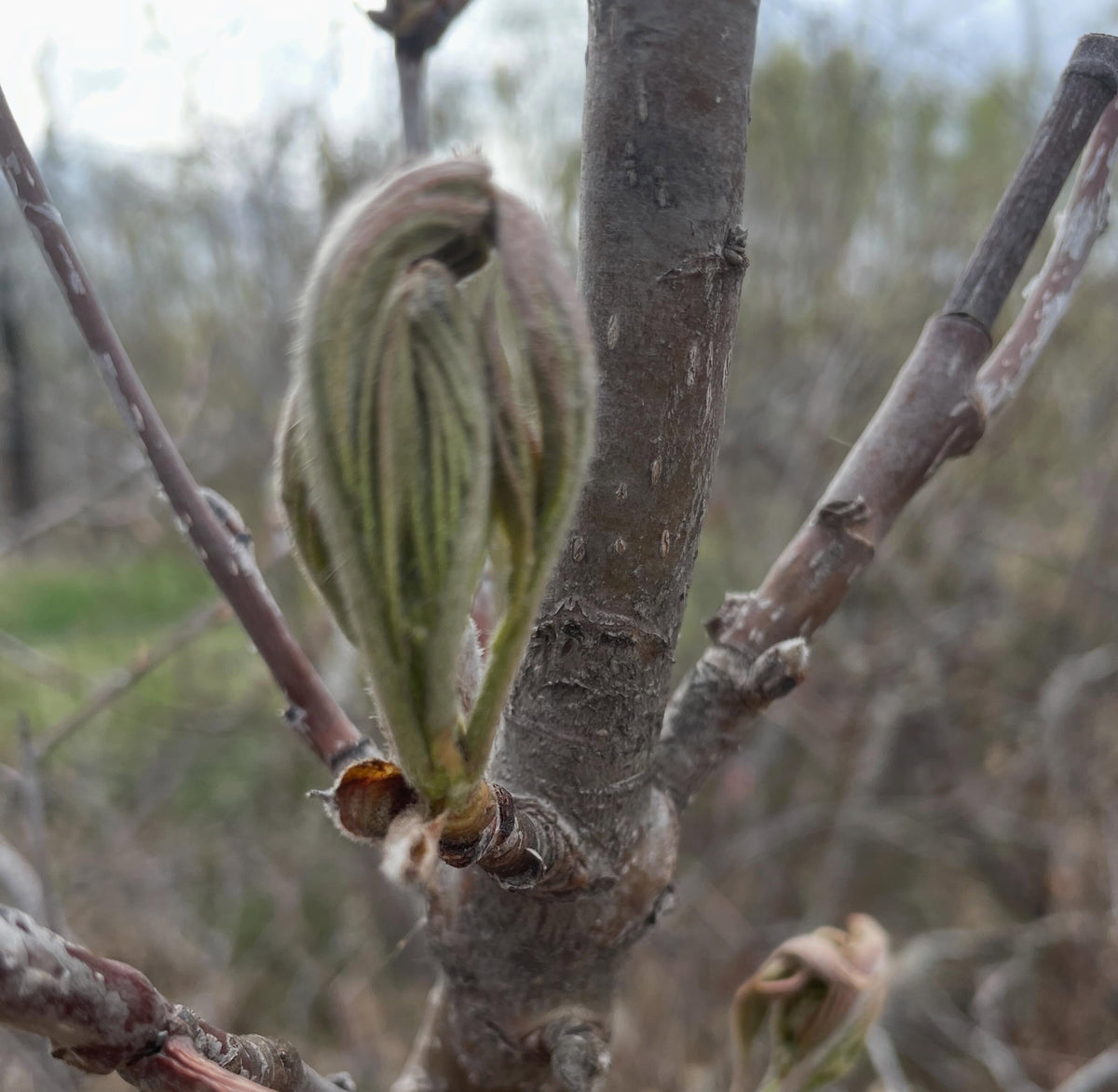a sweet mountain ash grafted onto saskatoon, image 4 of 5