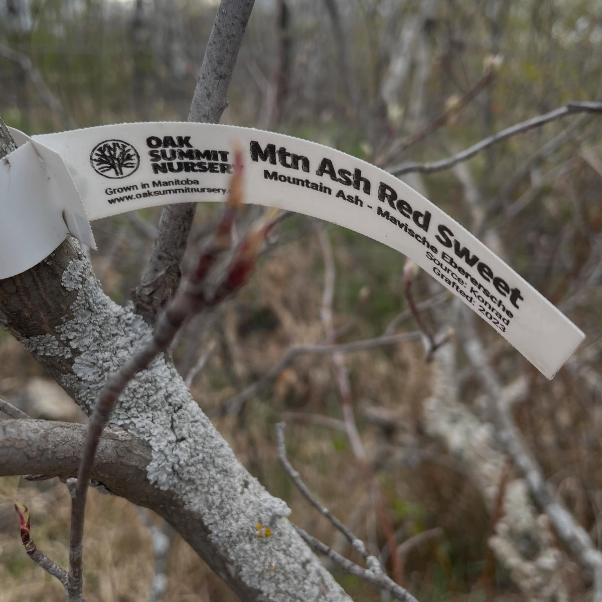 a sweet mountain ash grafted onto saskatoon, image 5 of 5