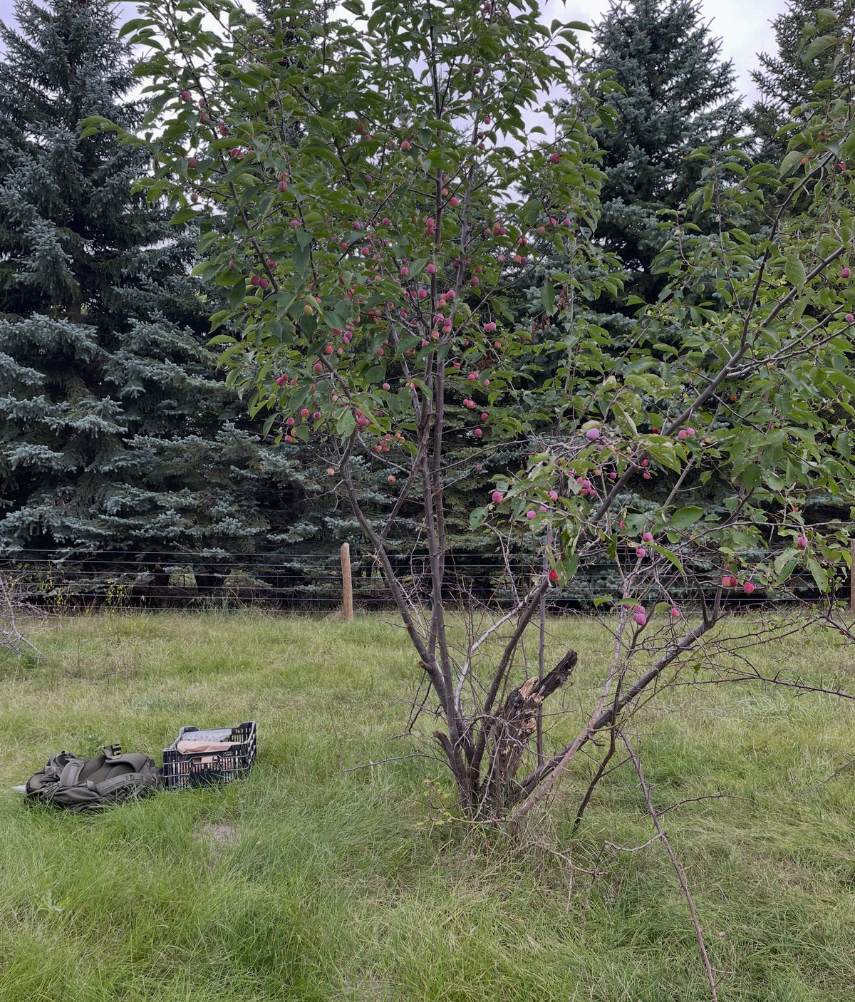 A wild plum that looks like Canada plum, photograph 1 of 5