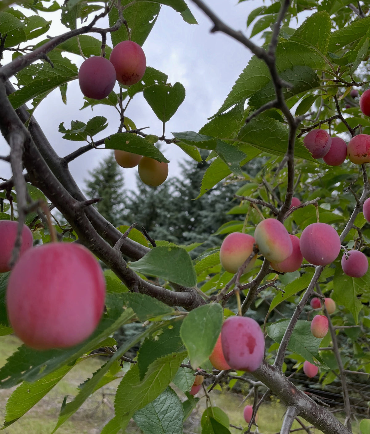 A wild plum that looks like Canada plum, photograph 2 of 5