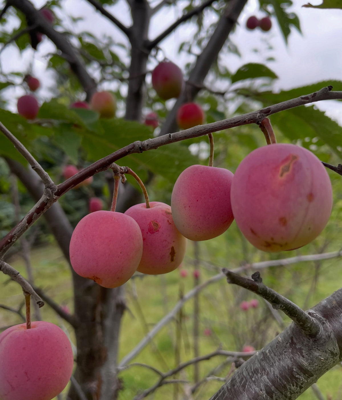 A wild plum that looks like Canada plum, photograph 3 of 5